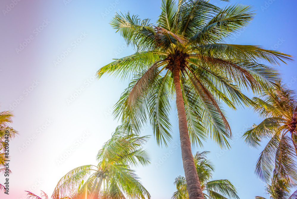 Fototapeta premium Silhouette palm tree