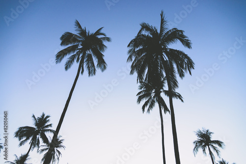 Silhouette palm tree © siraphol