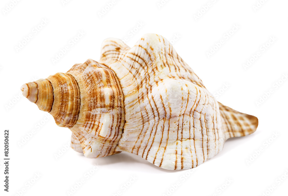 seashell isolated on a white