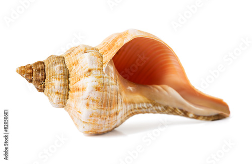 seashell on a white background