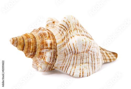 seashell isolated on a white