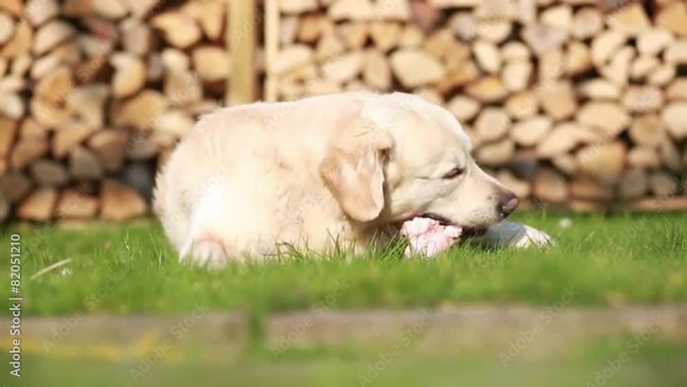 Hund isst rohes Fleisch