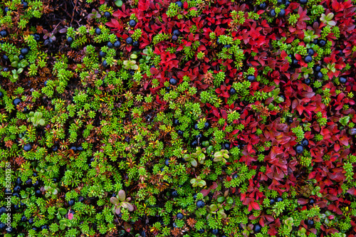 Berries in the tundra