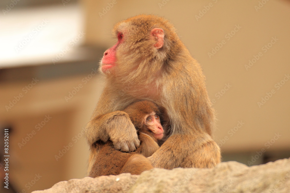 Naklejka premium 猿の親子