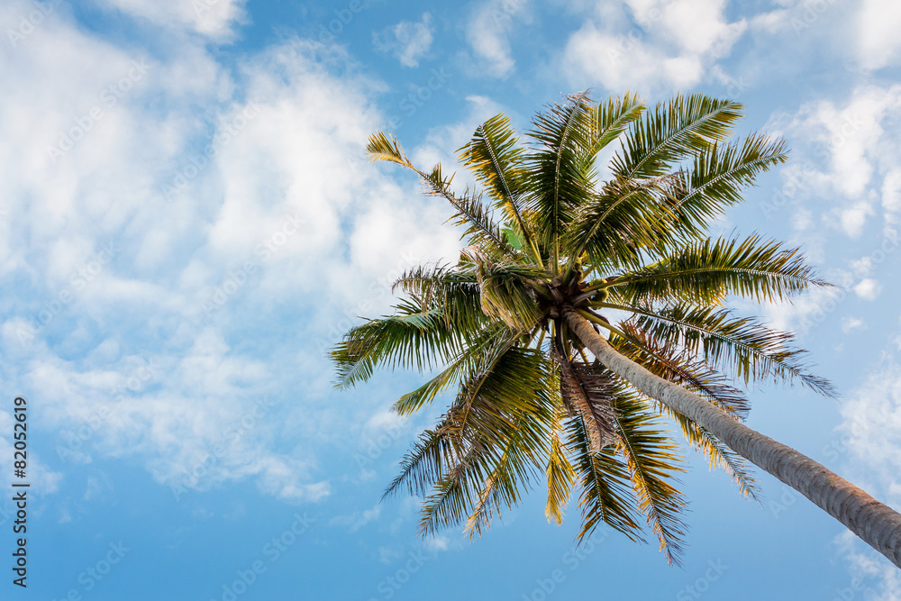 Coconut tree on daylight