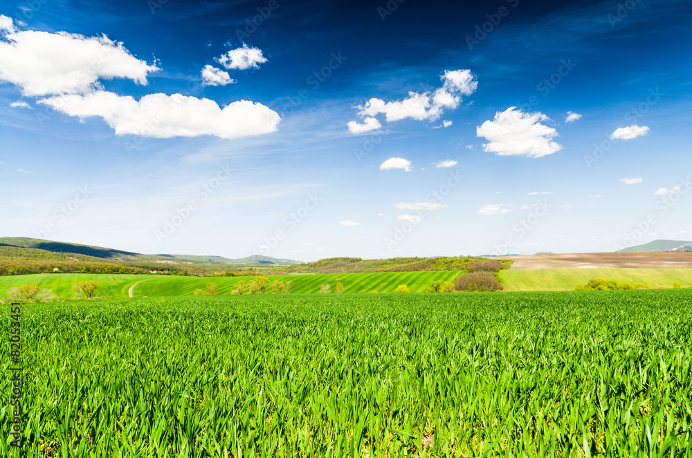 Obraz premium green field and blue sky