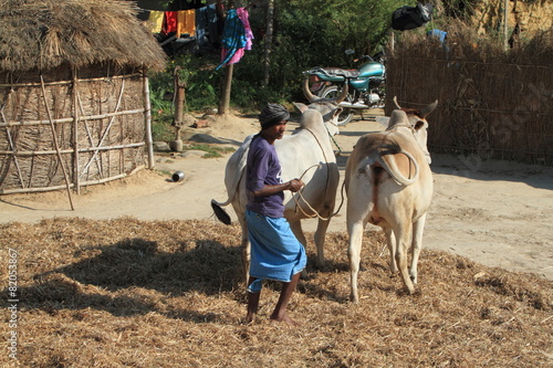 Landwirtschaft in Nepal