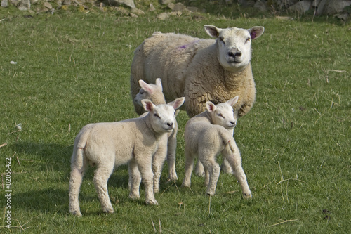 Ewe sheep and three newborn lambs