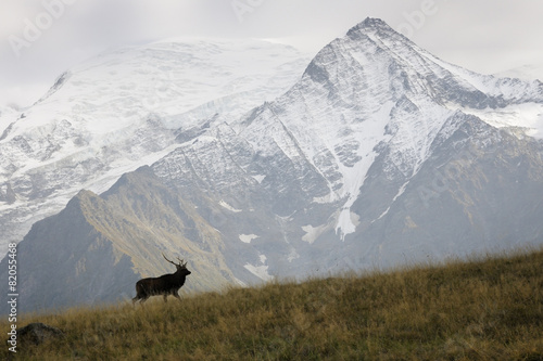 Fototapeta Naklejka Na Ścianę i Meble -  Coot standing beside river