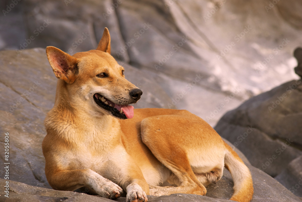 Dog lying on the rocks Dog lying on the rocks