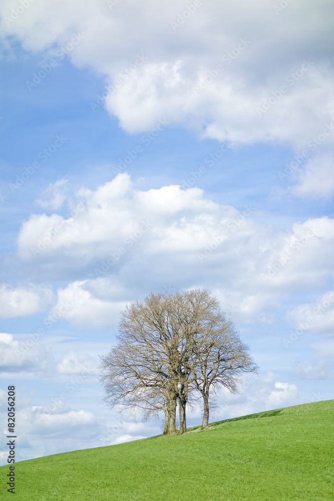 leafless tree