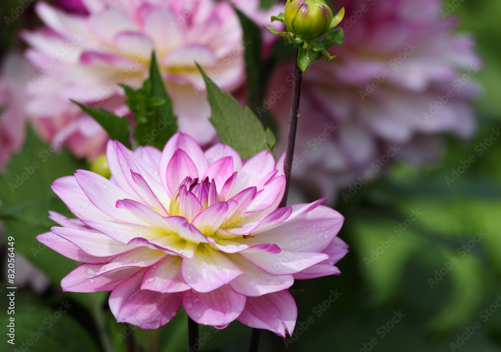 Obraz premium Druckmotiv