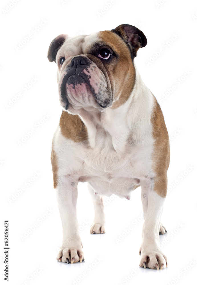 english bulldog