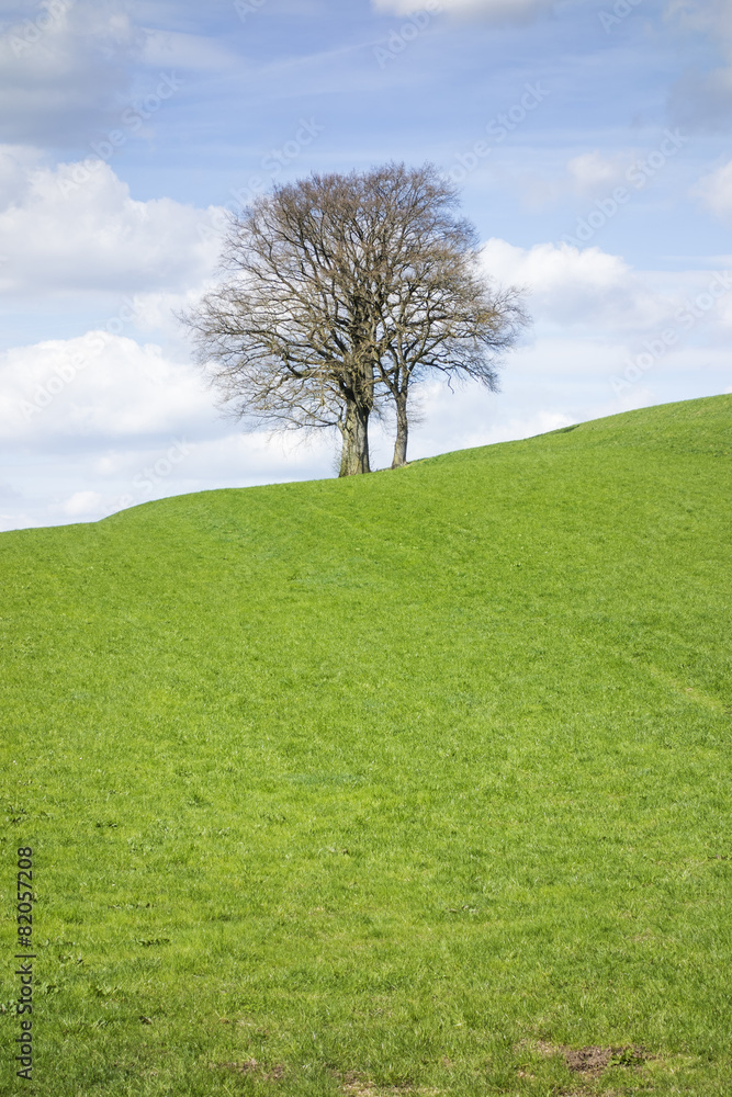 Obraz premium leafless tree