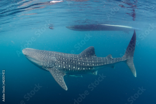 Whale Shark close up underwater portrait