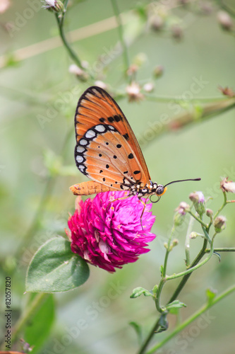 Butterfly on flowers.