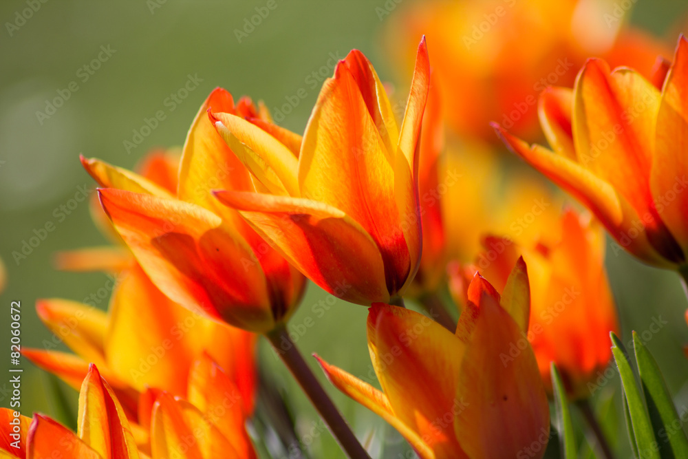 Tulpen Tulpen
