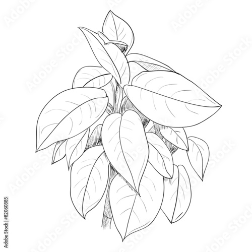 Vector sketch of leafs