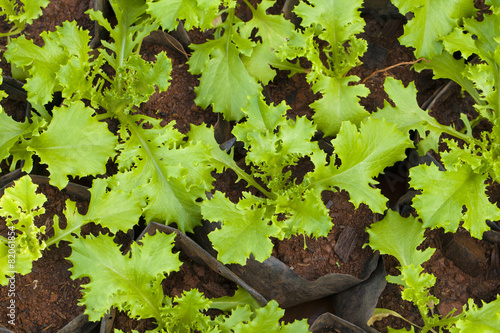 salad farm, green fresh salad vegetable in agriculture farm