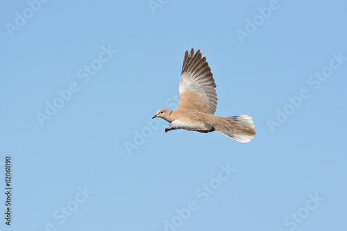 Tortora dal collare orientale (Streptopelia decaopto) in volo