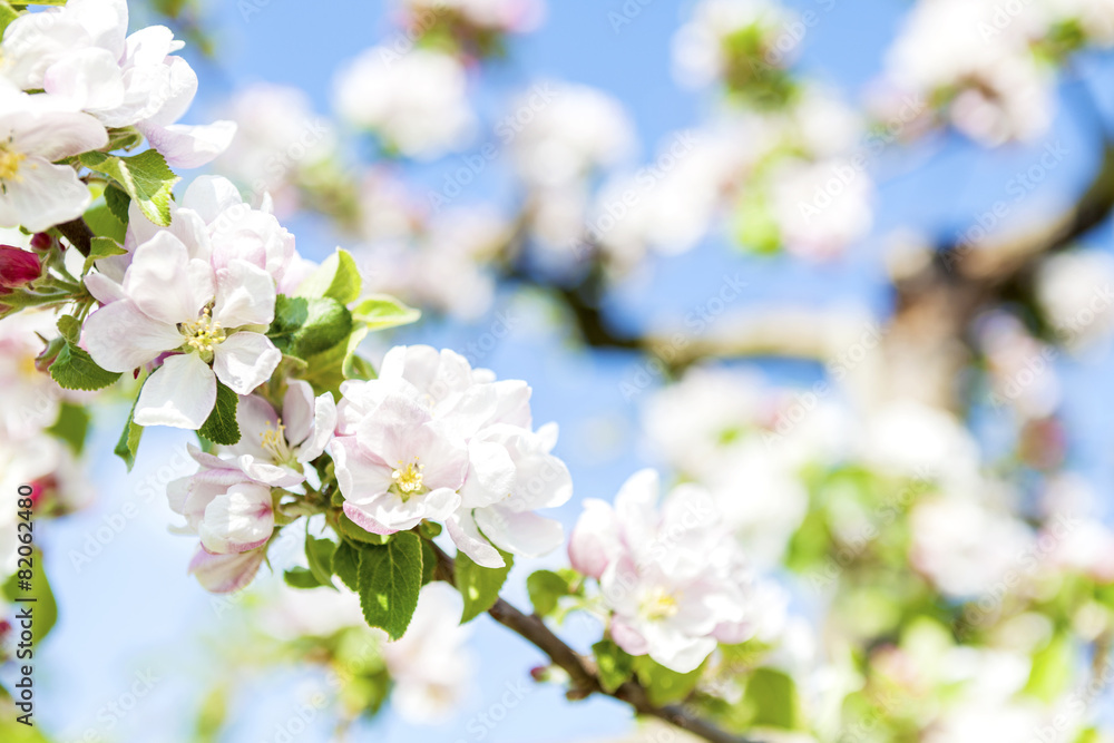 Spring Spring