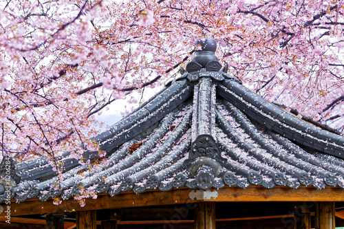 Photography Weeping sakura infront of japanese temple