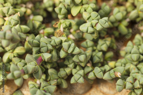 Succulent, close up show pattern texture of cactus succulents