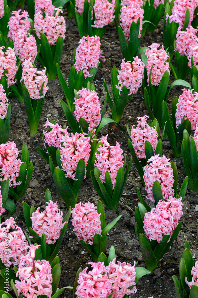 Flowerbed of pink hyacinths (Hyacinthus orientalis) Flowerbed of pink hyacinths (Hyacinthus orientalis)