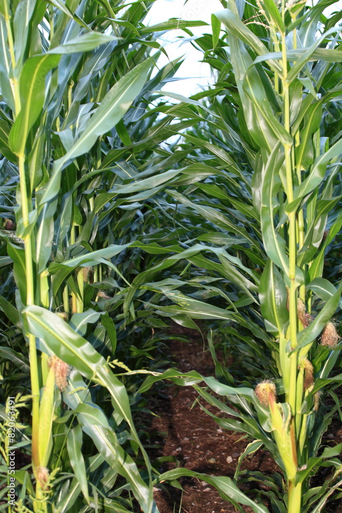 Fototapeta premium Maisanbau