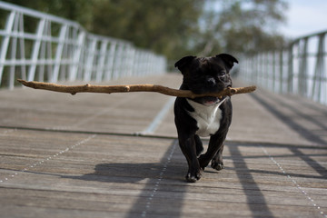 Leinwandbilder Französische Bulldogge Bulldogge mit aufmerksamem Blick  © corradobarattaphotos