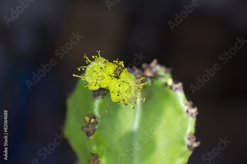 Kaktus oeder genauer blühende Euphorbie.
