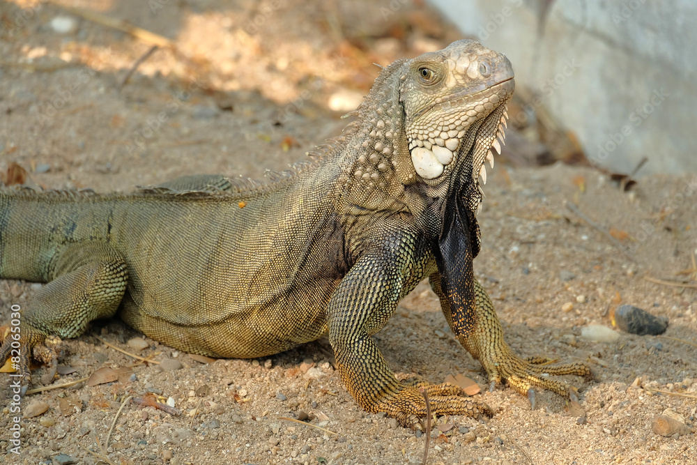 Obraz premium Iguana dragon on the ground