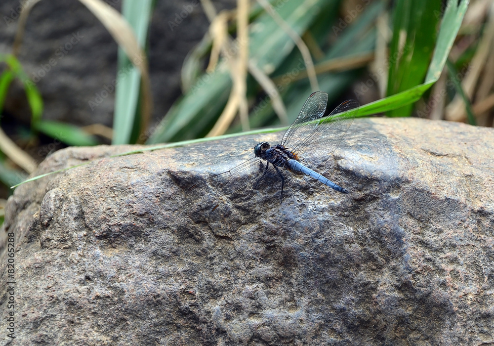 big dragonfly sitting on the rocks in nature big dragonfly sitting on the rocks in nature