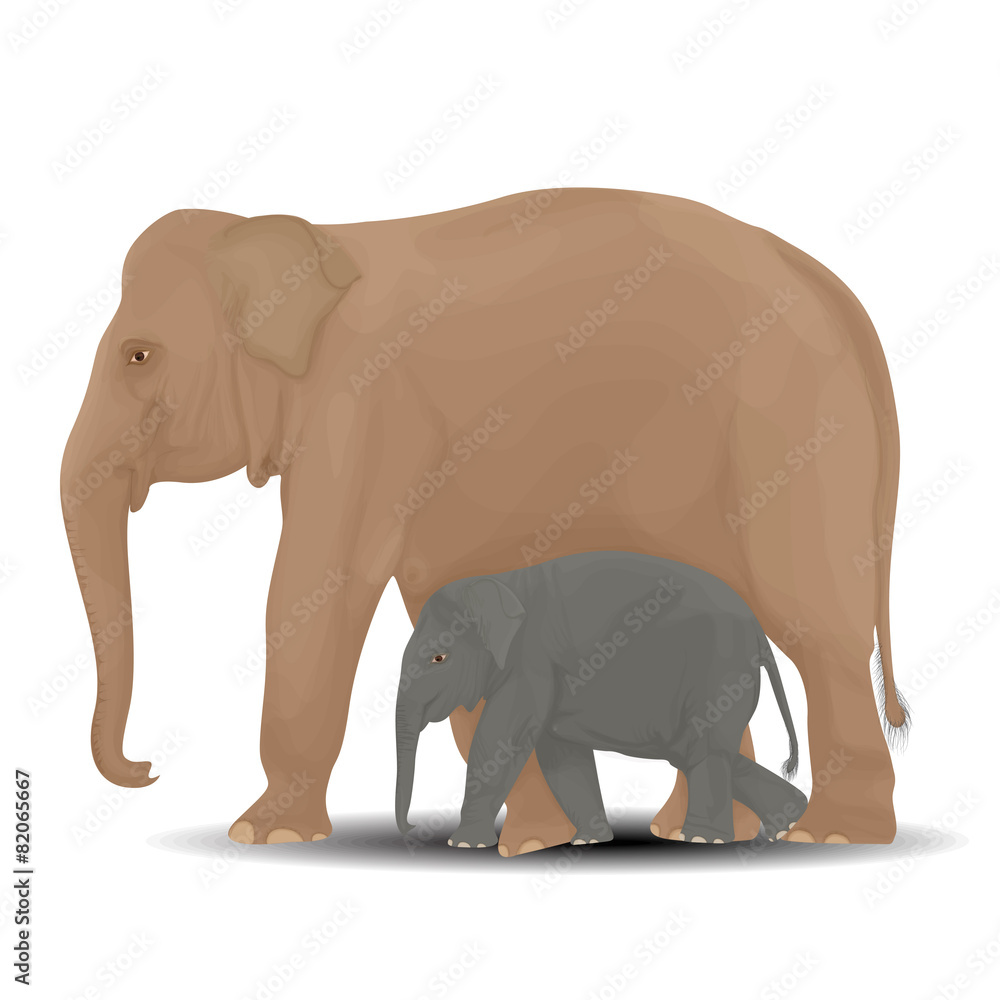 Fototapeta premium Mother and baby elephant.