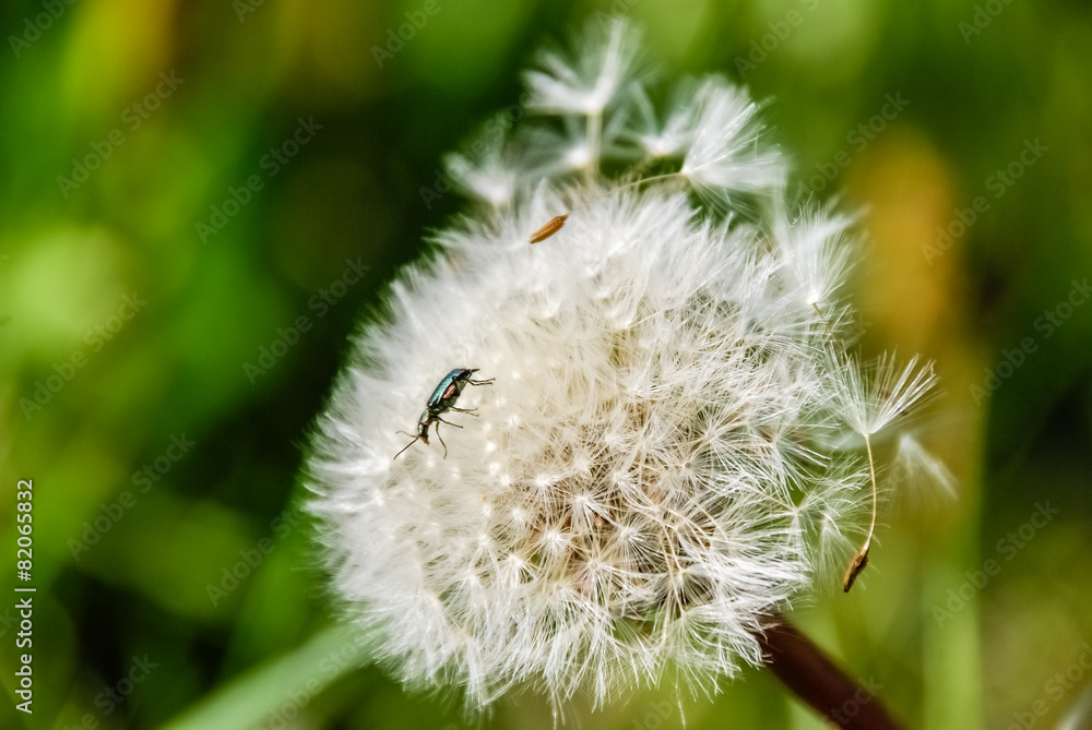 Naklejka Głowy ziarna dandelion kwitną przeciw zielonemu tłu.