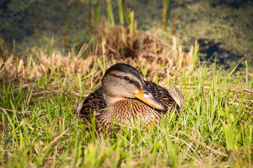 Female Duck Sitting on Grass near Water Pond