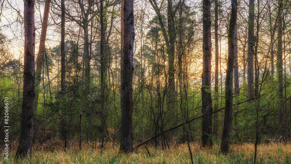 Magic Spring Forest