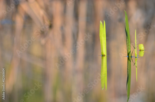 young leaves of bulrush in castle pond