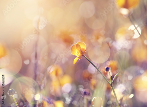Fotografi Background with buttercups.
