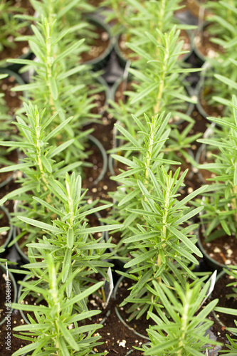 Organic Rosemary Plants