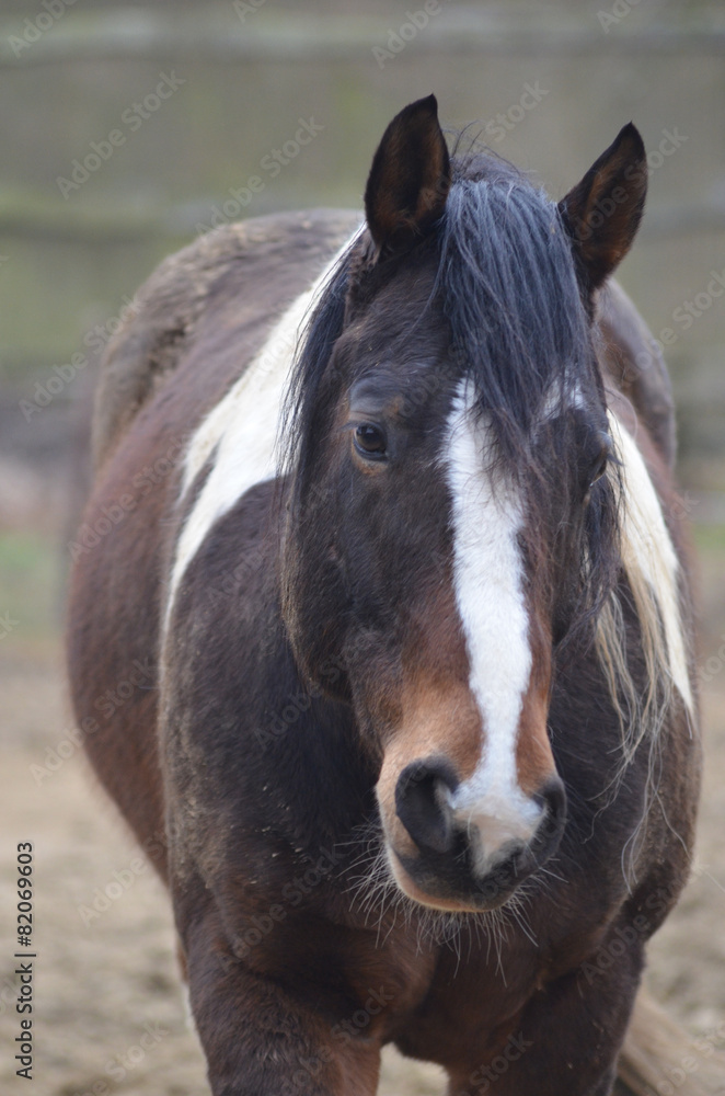 Obraz premium horse in meadow
