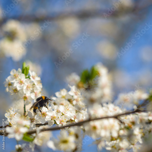 Spring blossom background (vintage lens Helios)