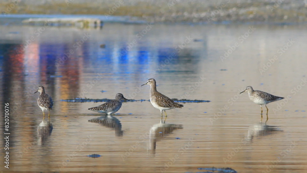 Wood Sandpiper Wood Sandpiper