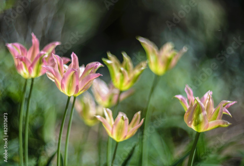  Virichic - viridiflora tulip at springtime in garden.