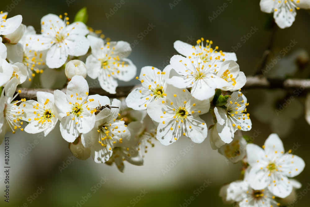 white cherry flowers in spring