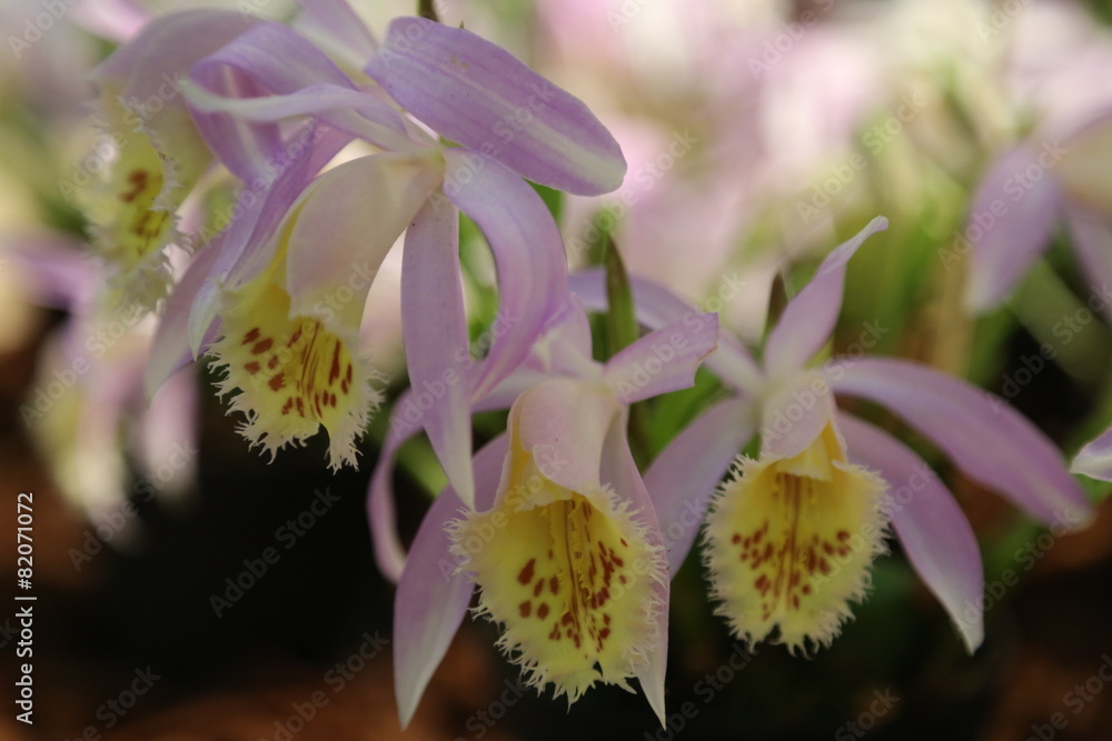 Pleionen StockFoto Adobe Stock