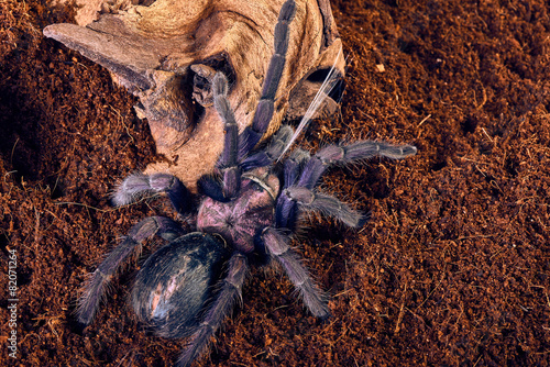 tarantula Phormictopus sp purple photo