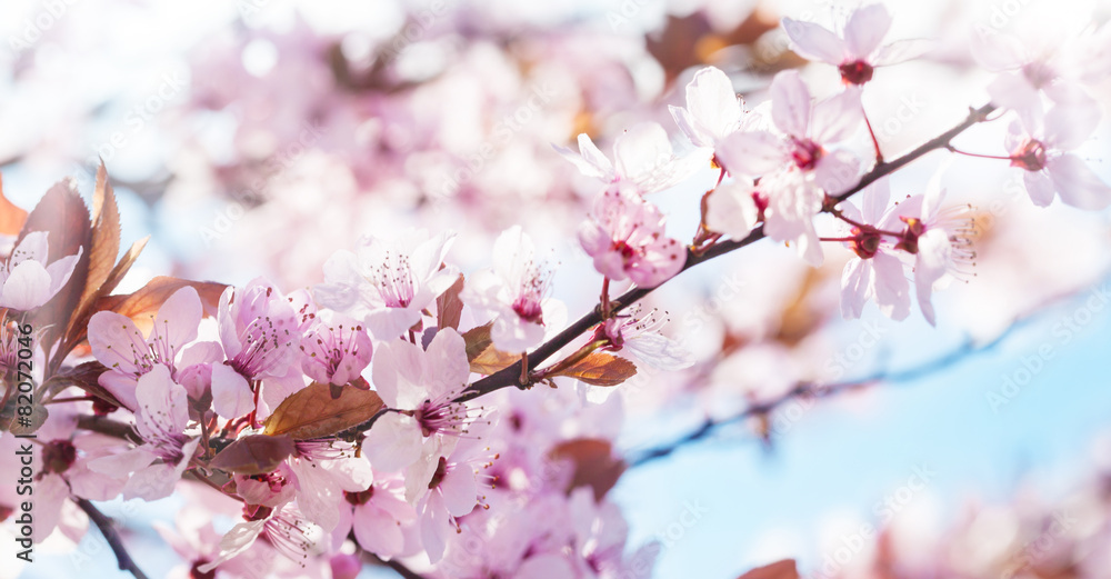 Fototapeta premium Rosa Blüten, Blütenzweige