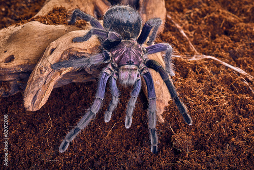 tarantula Phormictopus sp purple