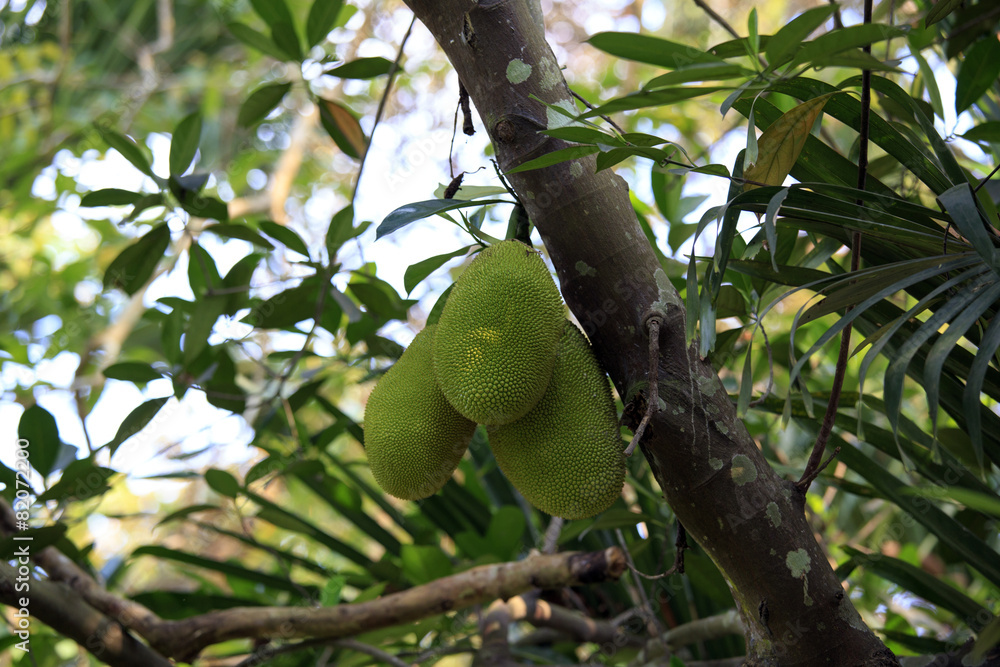 Cluster of breadfruits on the tree Cluster of breadfruits on the tree